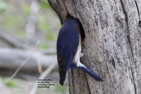 Natural nesting bluebirds - Birds and Blooms