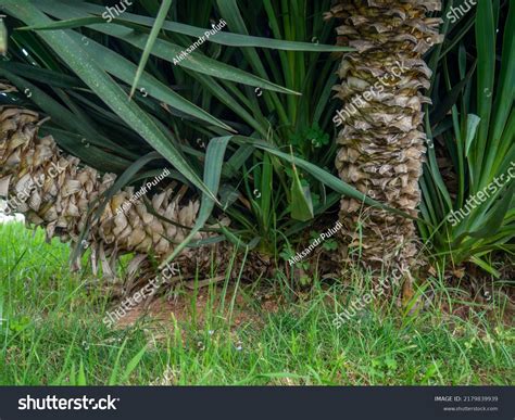 Palm Tree Spikes 2 437 Images Photos Et Images Vectorielles De Stock