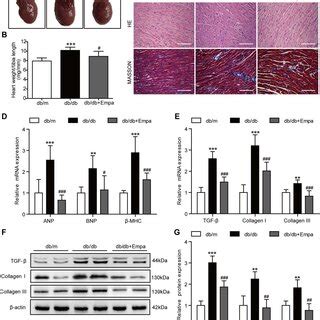 The CACR MiR 214 3p Pathway Regulates DNA Fracture In AC16 Cells A A