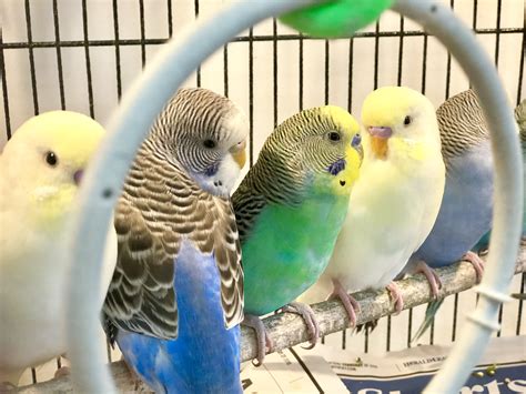 Birds | Most Valuable Pets | Lexington's Local choice for your MVP!