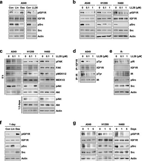 Inhibitory Effect Of Ll On The Activation Of Both Igf R And Src A