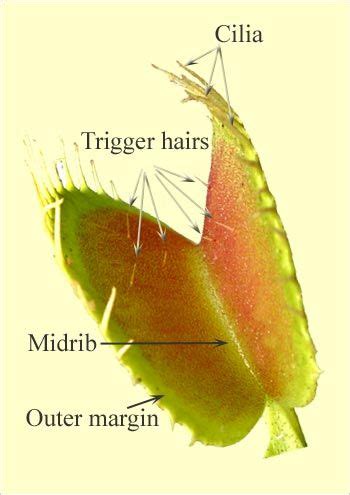 Venus Flytrap Venus Fly Trap Carnivorous Plants Science Fair