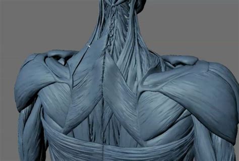 3d Anatomy Free In Zbrush 3dart Zbrush Anatomy 3d Anatomy Anatomy