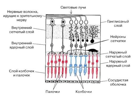 Рис. 08. Схема строения сетчатки