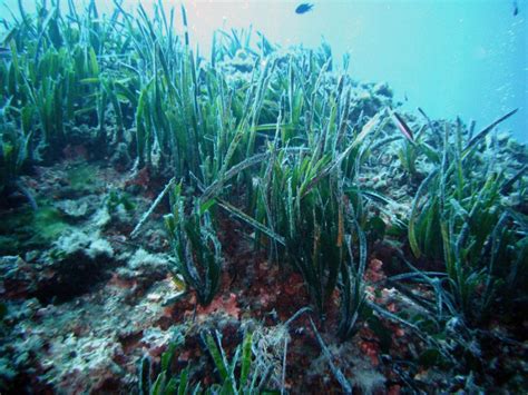 Il Faut Sauver Les Posidonies Ces Plantes Fleurs Des Fonds Sous