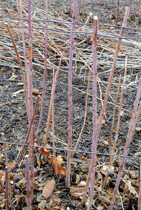 Pruning the Raspberry Bushes - The Martha Stewart Blog