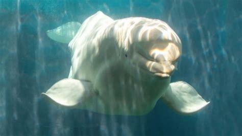 Beluga whale dies at SeaWorld Orlando