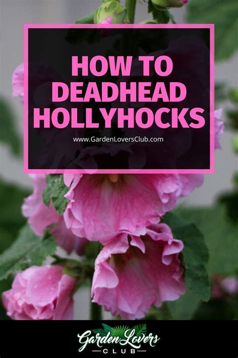 Hollyhocks are beautiful when they bloom, so it’s important to keep the ...