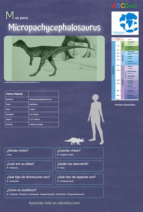 Micropachycephalosaurus Dinosaurio En Español Tipos De Dinosaurios Dinosaurios Letra M