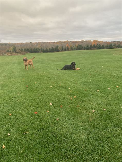 Everhunt Bloodhounds