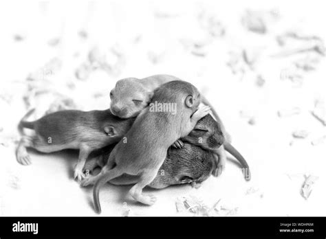 Black And White Mice Babies Hi Res Stock Photography And Images Alamy