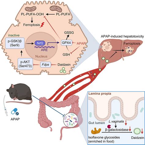 Liberation Of Daidzein By Gut Microbial Galactosidase Suppresses