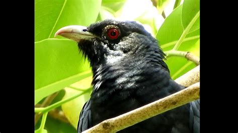 Cuckoo Bird Singing Song Koel Bird Calling Sound Asian Koyal Bird