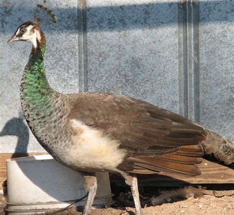 India Blue Hen Rocking B A B Ranch