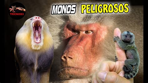 El Mandril Mas Grande Del Mundo Uno De De Los Monos Mas Peligroso Del