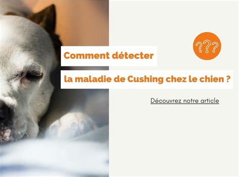 Maladie de cushing du chien espérance de vie et traitement naturel