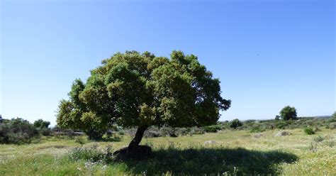 Montehermoso Natural Gesti N Sostenible Y Uso Responsable En El Parque