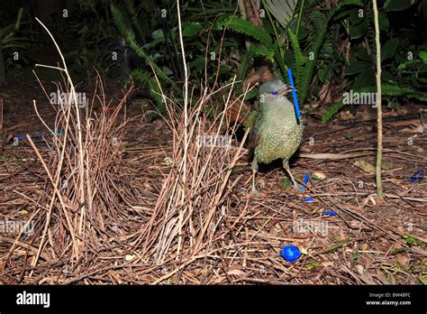 Bowerbird Nest Hi Res Stock Photography And Images Alamy