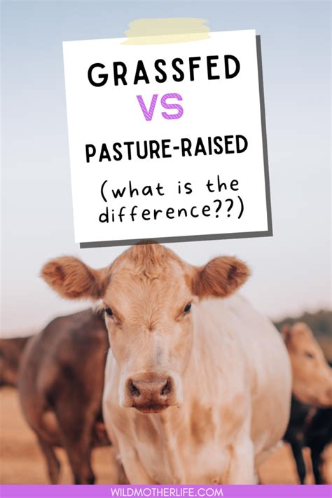 Pasture Raised Vs Grass Fed Whats The Difference Wild Mother