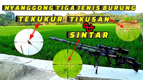 NYANGGONG BURUNG TEKUKUR SINTAR DAN TIKUSAN SPOT PERSAWAHAN SNIPER