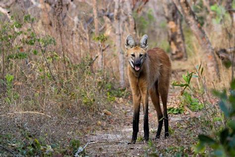 SP monitora e oferece tratamento a lobos guarás em áreas protegidas