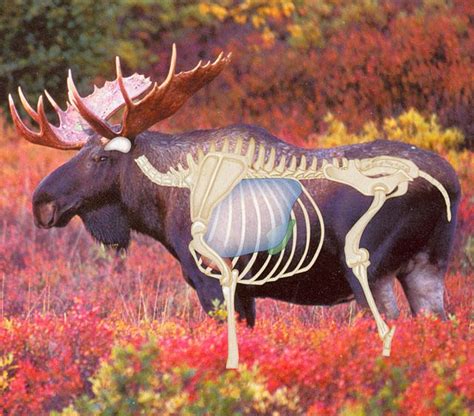 Moose bullets? | Long Range Hunting Forum