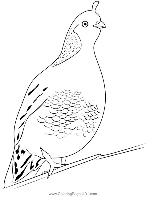 California Quail 1 Coloring Page For Kids Free Quails Printable