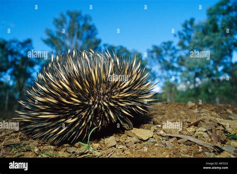 Short Beaked Echidna Tachyglossus Aculeatus Endangered Species In