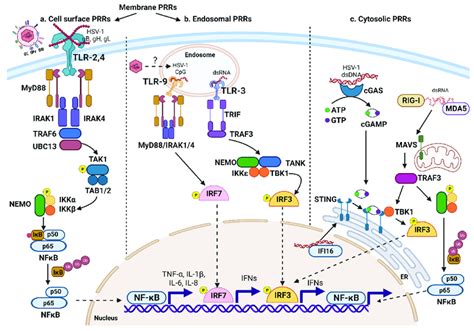 Hsv 1 Recognition By Prrs Hsv 1 Is Recognized By Membrane Associated