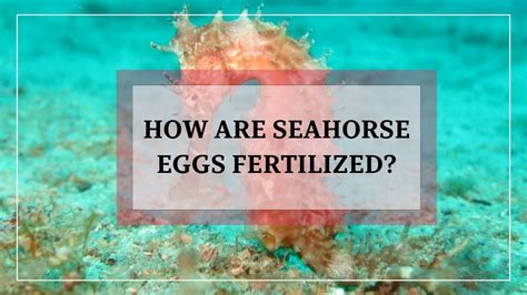 A Complete Guide On How Seahorse Eggs Get Fertilized - Animalsman