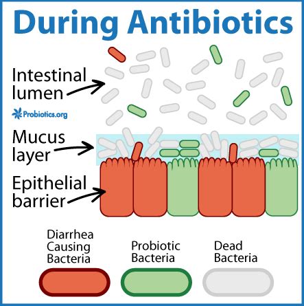 Take Probiotics While On Antibiotics I Always Do Probiotics Org