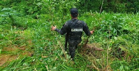 Aseguran Mil Plantas De Coca En Operativo En Atl Ntida Diario La