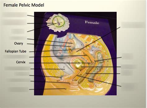 Female pelvic model Diagram | Quizlet