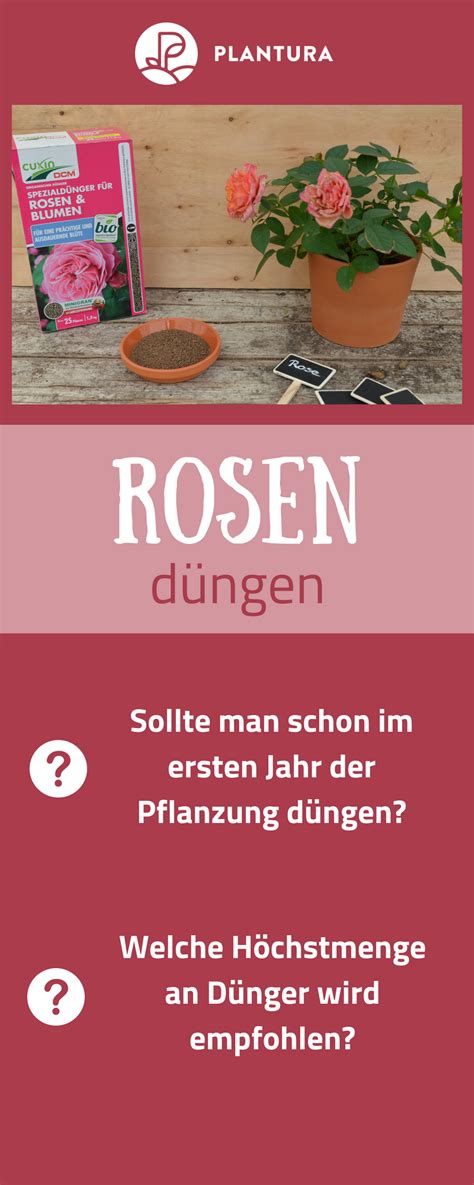 Pfingstrosen düngen Wann womit richtig düngen Pfingstrosen Rosen