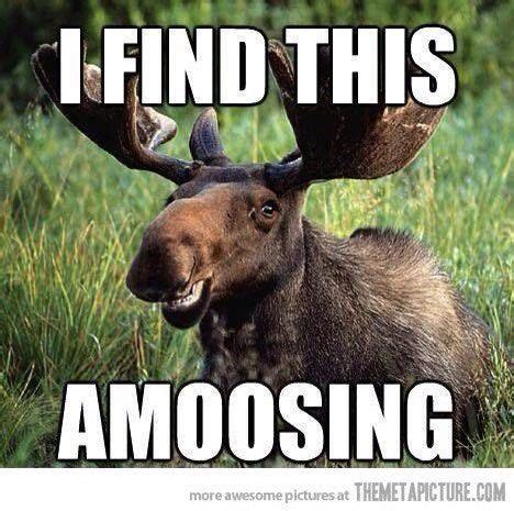 Funny Moose Hunting Quotes - ShortQuotes.cc