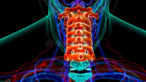 Human Skeleton Vertebral Column Cervical Vertebrae Anatomy 3D