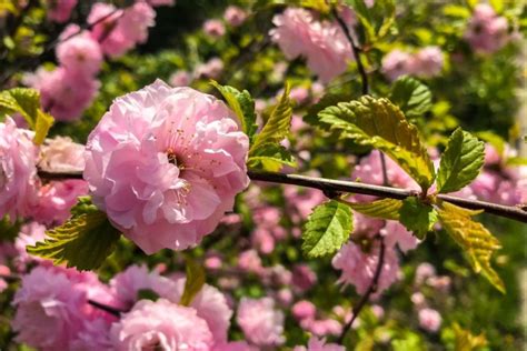 Prunus Triloba Pruning Hardiness And More Plantura