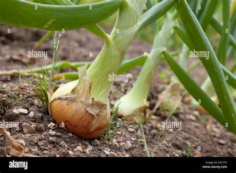 Grown Your Own Hi Res Stock Photography And Images Alamy