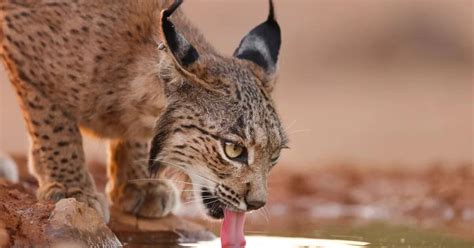 La población de lince ibérico en la península supera los 2 000