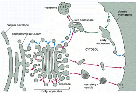 1 The Intracellular Compartments Of The Eucaryotic Cell Involved In Download Scientific