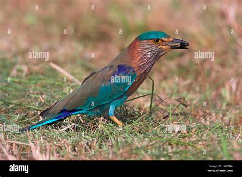 Indian Roller Coracias Benghalensis Sohar Oman Stock Photo Alamy