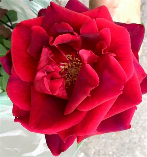 Rosa Crimson Glory profumatissima - Vittori Vivai Forlì Cesena