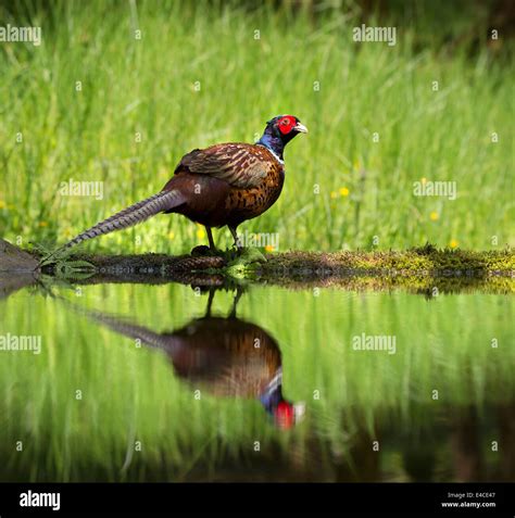 Juvenile Pheasant Hi Res Stock Photography And Images Alamy