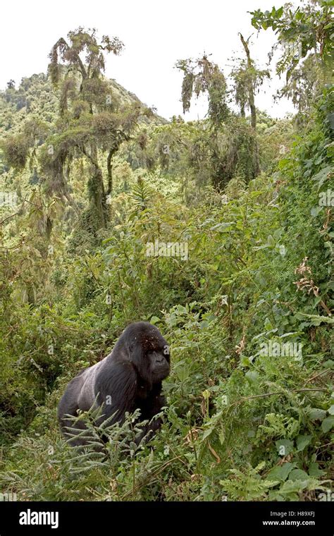 Mountain Gorilla (Gorilla gorilla beringei) silverback in dense forest ...