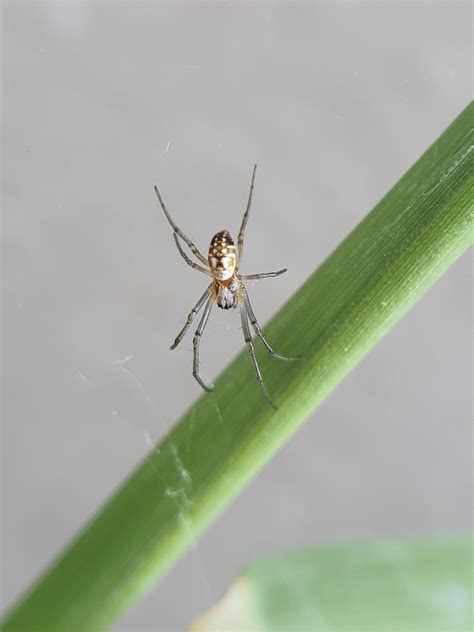 Banded Legged Golden Orb Web Spider From Sandringham Queenstown