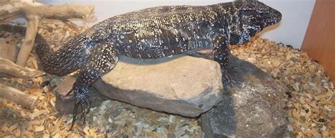 Tegu care and diet