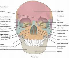The Skull Of St Mary Magdalene