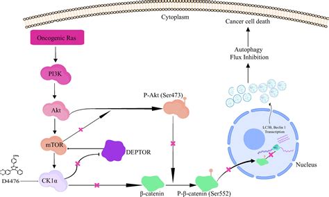 Effect Of Casein Kinase 1α Inhibition On Autophagy Flux And The Aktphospho β Catenin S552