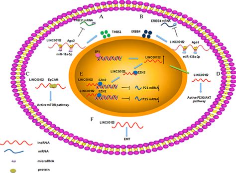 Linc00152 A Pivotal Oncogenic Long Non‐coding Rna In Human Cancers