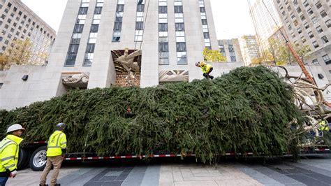 First Look Rockefeller Center Chooses Christmas Tree For 2023 9news